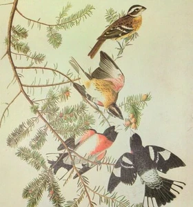 John James Audubon Birds ROSE-BREASTED GROSBEAK Vintage Art Book Plate 311 - Picture 1 of 3