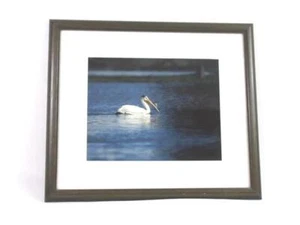 Mervin D. Coleman Limited Edition Framed Photo Out For A Swim 11x14 Crane - Picture 1 of 5