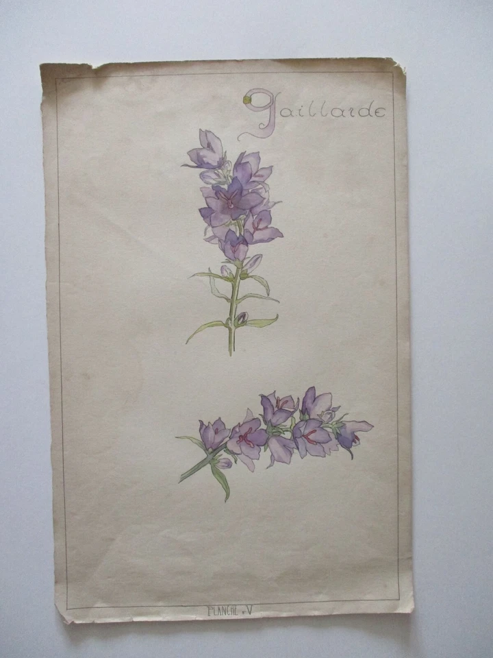 Gravure Dessin aquarelle planche botanique Début 20° - Photo 1/1