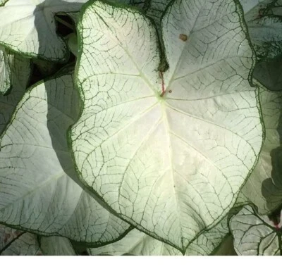 2ct Florida Moonlight Caladium Bulbs - Xplosionseeds - Image 1 of 2