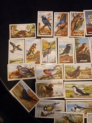 Gallagher LTD British Birds Cigarette Cards full set 48 - Image 1 of 4