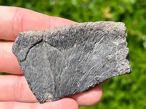 Protostega Fossil Cretaceous Turtle Shell Dinosaur Bones Ozan Formation - Picture 1 of 6