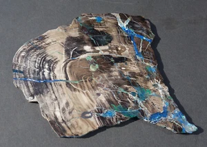 Versteinertes Holz, Colla Wood, Chrysokoll, Malachit, Azurit, Türkei - Bild 1 von 8