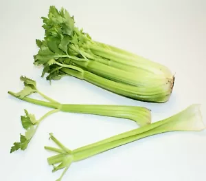 Celery Utah seeds 250 vegetable garden heirloom seeds stringless best value - Picture 1 of 1