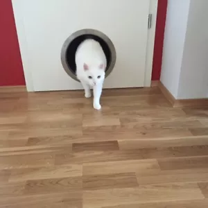 "Katzenklappe" Katzenschlupf Katzendurchgang auch für Hunde Edelstahl V2A rund - Bild 1 von 5