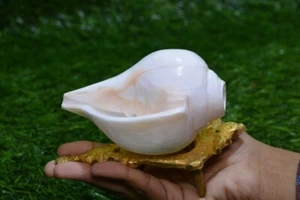 Blowing Shankh Conch Shell with Brass Stand – Powerful Sound for Puja Use - Picture 1 of 7