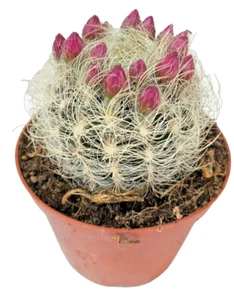 Neoporteria Nidus Ø10 cm - cactus succulente piante grasse cactacee - Foto 1 di 1