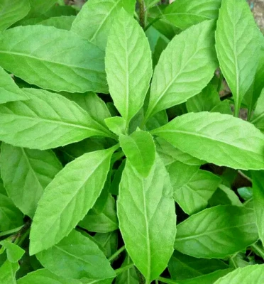 Longevity Spinach, Gynura procumbens, Diabetes Plant, Stem cuttings, 5 x 20 cm - image 1 of 3