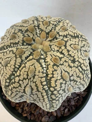 Astrophytum asterias cv 'Milagro' *RARO* (PLANTA EXACTA) Foto 1 de 4