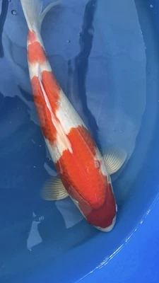 kohaku koi live fish for sale - 15” Female - Torazo - Image 1 of 4