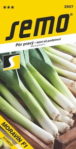 Porree „Moravín F1“ Samen - Bild 1 von 2