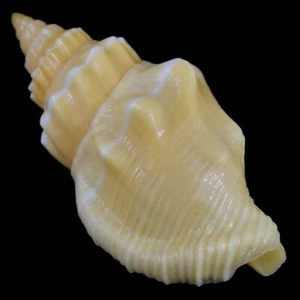 STROMBUS (Canarium) ERYTHRINUM (Olango Isl., Philippines) 28.0mm #40967 - Picture 1 of 4