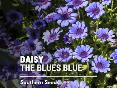 Daisy, The Blues Blue - 50 Seeds - Absolutely Stunning Blue Flowers (Felicia het - Image 1 of 4