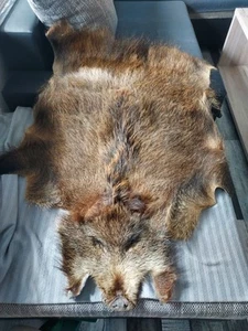 Wildschwein Fell, , sehr schön, hochwertig gegerbt - Bild 1 von 3