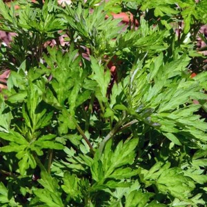 Qing Hao / Einjähriger Beifuss (Artemisia annua) Bio - ca. 1000 Samen - Bild 1 von 8