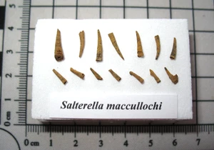 Cambrian Small Shelly Fauna fossils Pioche Salterella matrix free display #3 - Picture 1 of 5