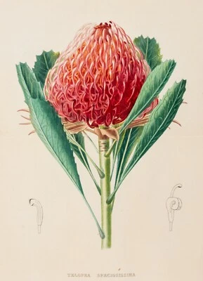 Telopea Speciosissima große Original Lithographie handkoloriert Gérard 1847 - Bild 1 von 4