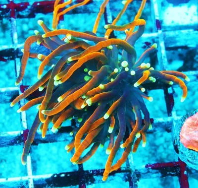 WWC Dragon Soul Antorcha Zoanthids PLC LPS Corales, WYSIWYG Foto 1 de 2