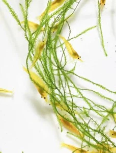 ! ! ! ! SALE ! ! ! !10 +1 NEON YELLOW - Freshwater Neocaridina Aquarium Shrimp - Picture 1 of 3