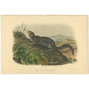 Audubon Quadrupeds Octavo Bowen 1849 h/c litho Pl 139 Large-tailed Spermophile - Picture 1 of 2