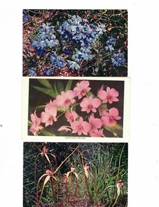 Australia Postcards, TULIPS, ORCHIDS, etc FLOWERS (6 Cards) - Picture 1 of 4