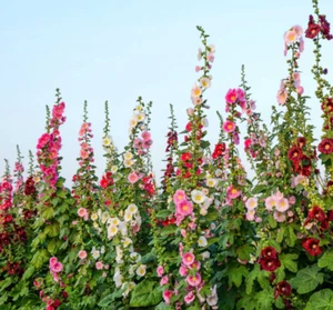 4lb Hollyhock Flower Seeds "Single Mixed" Alcea Rosea Beautiful Cottage Garden - Picture 1 of 5