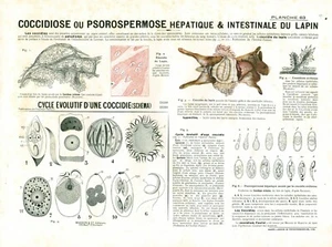 Cabinet de curiosité 1906 anatomie du lapin planche n°63 - Picture 1 of 1