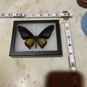 Real framed Golden Birdwing Troides rhadamantus - Picture 1 of 4