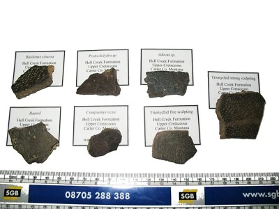 Cretaceous Hell Creek dinosaur age Turtle shell fossil COLLECTION 7 species nice - Image 1 of 4