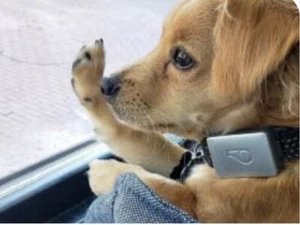 Whistle Go Explore Waterproof GPS Pet Ultimate Health and Location Tracker - Picture 1 of 7