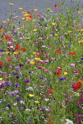 100% Pure Wild Flower Seeds Scented Bee Butterfly Mix Cottage Garden  NO GRASS  - Image 1 of 4