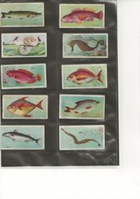 PLAYER'S - FISHES OF THE WORLD - TYPE CARD - ROACH - ISSUED 1903