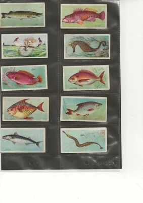 PLAYER'S - FISHES OF THE WORLD - TYPE CARD - ROACH - ISSUED 1903 - Image 1 of 2