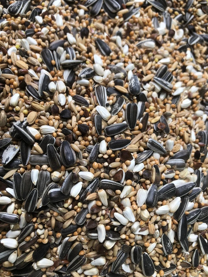 Tessmers Großsittichfutter 950 g Premium Qualität Nymphensittich Ziegensittich - Bild 1 von 1