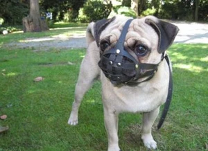  Light leather Dog Muzzle for Pug and other flat face faced short snout dog's . - Picture 1 of 9