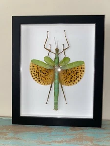 Paracyphocrania major in a Frame - Picture 1 of 4