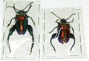Insect Beetle Coleoptera Chrysomelidae Sagra buqueti-Nice pair!  - Picture 1 of 1