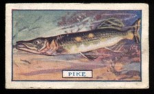 Tobacco Card, Godfrey Phillips, FISH, 1924, The Pike, #12