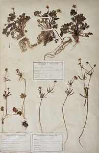 Botanik - Surfboard Herbier XIX - Pflanzen Getrocknete - Renonculacées 4 - Picture 1 of 7