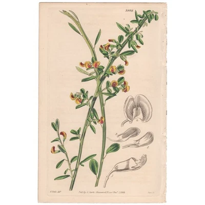 Revista botánica Curtis 1843 grabado coloreado a mano 3986 Twiggy Bossiaea Foto 1 de 3