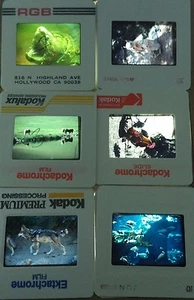 6 Original Vintage 35mm Kodak Photo Color Slide Animals Kodachrome Transparency - Picture 1 of 10