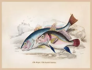 8625. Póster de decoración. Diseño de arte de pared habitación en casa. Pesca. Pescado magro Umbrina - Imagen 1 de 1