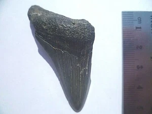 LOTE 86 FOSSIL DIENTE (MEGALODON MAKO BLANCO HEMYPRISTIS, ETC...) - Picture 1 of 2