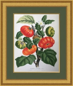 Botanical Giclee Print #2 Beautifully Custom Framed FREE SHIPPING - Picture 1 of 3
