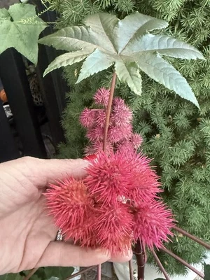 Bean Seeds. Homegrown and  Just Hand Picked. Organic Seeds. - Image 1 of 4