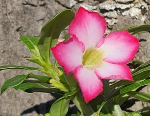 Sehr schöne Adenium Obesum Wüstenrose - Bild 1 von 4