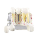 Teeth Demonstration Model Implant Removable Analysis Crown Bridge For Doct P3k4