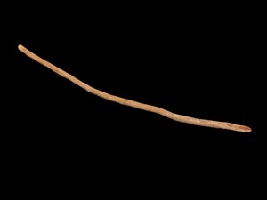 LONG OLD  ABORIGINAL FIRE STICK  Billiluna W.A.  95cm