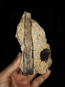 ¡¡INCREÍBLES AMONITAS!! CEFALÓPODO CRISTALIZADO BELEMNITA SOBRE MATRIZ DE TIMOR, 69MM - Imagen 1 de 9