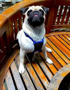 CLEARANCE! Mesh Dog/Puppy Anti-Pull Harness -Stops Pulling Instantly No choke - Picture 1 of 5
